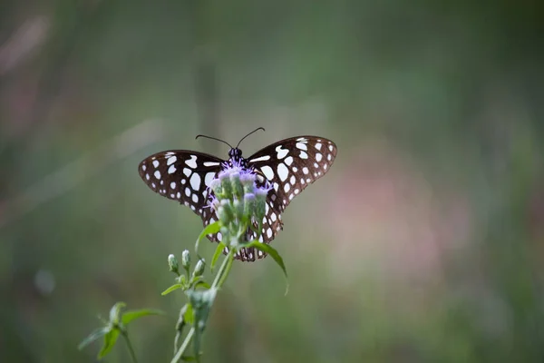 Mariposa Danaina Mariposa Algodoncillo Azul Que Alimenta Las Plantas Flores — Foto de Stock