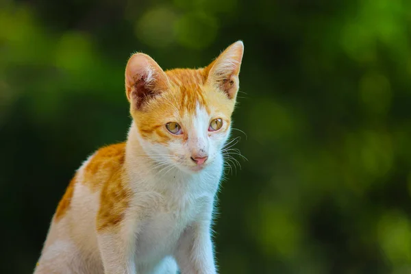 黄眼睛 黄胡子 长相可爱的猫的画像 — 图库照片