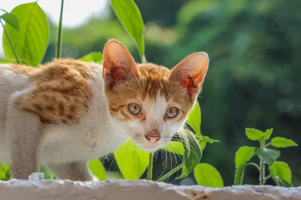 Retrato Gato Lindo Con Ojos Amarillos Bigotes Mirando Cámara — Foto de Stock