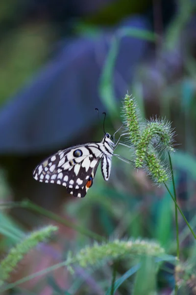 Papilio Papillon Papillon Commun Chaux Reposant Sur Les Plantes Fleur — Photo