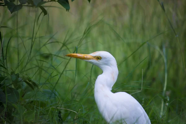 Egret Sığırı Bubulcus Ibis Olarak Bilinir Böcek Haşere Için Bitkilerin — Stok fotoğraf