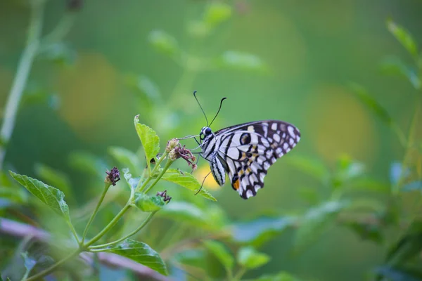 Papilio Butterfly Common Lime Butterfly Resting Flower Plants Its Natural — Stock Photo, Image