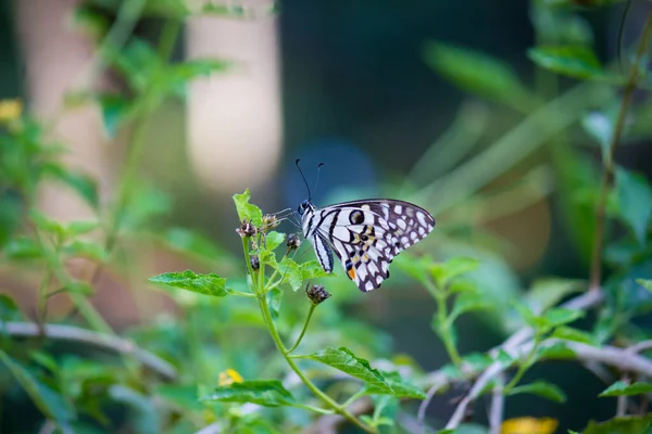 Бабочка Papilio Бабочка Common Lime Бабочка Покоится Цветочных Растений Естественной — стоковое фото