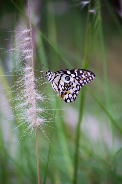 Бабочка Papilio Бабочка Common Lime Бабочка Покоится Цветочных Растений Естественной — стоковое фото