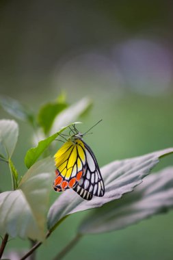 Bir erkek Delias Eucharis, yaygın Jezebel, Hindistan 'da bir halk parkındaki çiçek bitkisinin üzerinde dinlenirken bulunan orta büyüklükte bir kelebektir. Kelebeğin çizgili rengi çok çekicidir. 