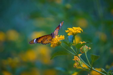 Danaus chrysippus, Afrika kraliçesi, Asya, Avustralya ve Afrika 'da yaygın olarak görülen orta büyüklükte bir kelebek türüdür. Fırça ayaklı kelebek familyası Nymphalidae 'nin Danainae alt familyasına aittir.