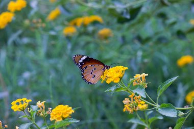 Danaus chrysippus, Afrika kraliçesi, Asya, Avustralya ve Afrika 'da yaygın olarak görülen orta büyüklükte bir kelebek türüdür. Fırça ayaklı kelebek familyası Nymphalidae 'nin Danainae alt familyasına aittir.
