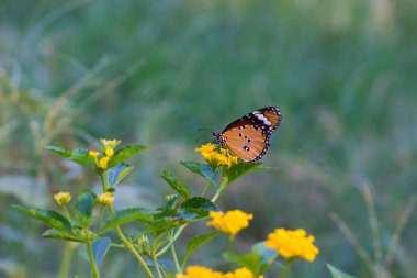 Danaus chrysippus, Afrika kraliçesi, Asya, Avustralya ve Afrika 'da yaygın olarak görülen orta büyüklükte bir kelebek türüdür. Fırça ayaklı kelebek familyası Nymphalidae 'nin Danainae alt familyasına aittir.