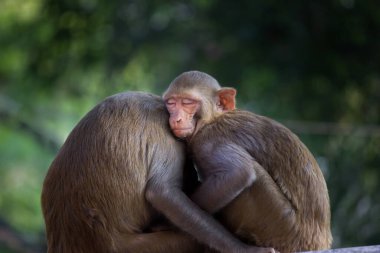 Rhesus makakı maymunu, primat ya da Macaca mulatta olarak da bilinir. Yaz öğleden sonra kardeşiyle birlikte Hindistan 'daki bir halk parkında kestirir ya da ağacın altında uyur.