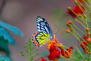 Güzel bir Jezebel Kelebeği (Delias Eucharis), bulanık yeşil arka planda bulunan renkli kanatların yakın plan görüntüsü olan Lantana çiçeklerinin üzerinde oturmaktadır, Hyderabad, Hindistan