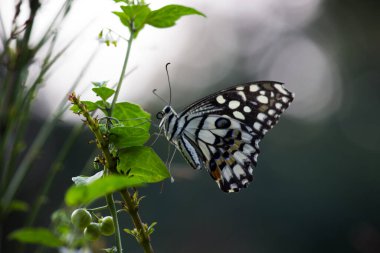 Papilio demoleus yaygın ve yaygın bir kırlangıç kelebeğidir. Kelebek ayrıca limon kelebeği, limon kelebeği, limon kırlangıcı ve kareli kırlangıç olarak da bilinir. Bu yaygın isimler ev sahibi bitkilere gönderme yapar, 