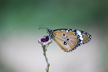 Danaus chrysippus, Afrika kraliçesi, Asya, Avustralya ve Afrika 'da yaygın olarak görülen orta büyüklükte bir kelebek türüdür. Fırça ayaklı kelebek familyası Nymphalidae 'nin Danainae alt familyasına aittir.