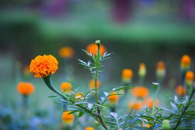 Tagetes, Asteraceae familyasından yıllık veya uzun ömürlü bir bitki cinsidir. İngilizcede kadife çiçeği olarak bilinen çeşitli bitki grupları arasındadırlar. Tagetes cinsi Carl Linnaeus tarafından 1753 yılında tanımlanmıştır..