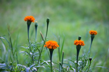 Tagetes, Asteraceae familyasından yıllık veya uzun ömürlü bir bitki cinsidir. İngilizcede kadife çiçeği olarak bilinen çeşitli bitki grupları arasındadırlar. Tagetes cinsi Carl Linnaeus tarafından 1753 yılında tanımlanmıştır..