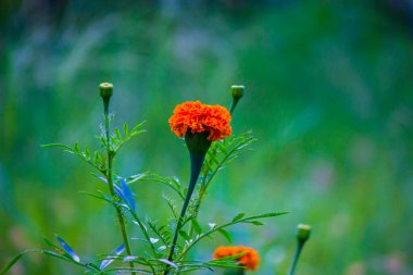 Tagetes, Asteraceae familyasından yıllık veya uzun ömürlü bir bitki cinsidir. İngilizcede kadife çiçeği olarak bilinen çeşitli bitki grupları arasındadırlar. Tagetes cinsi Carl Linnaeus tarafından 1753 yılında tanımlanmıştır..