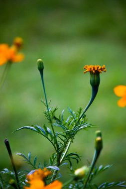 Tagetes, Asteraceae familyasından yıllık veya uzun ömürlü bir bitki cinsidir. İngilizcede kadife çiçeği olarak bilinen çeşitli bitki grupları arasındadırlar. Tagetes cinsi Carl Linnaeus tarafından 1753 yılında tanımlanmıştır..