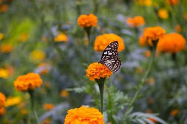 Mavi benekli süt otları kelebekleri ya da yabani otlar doğal ortamda Marigold çiçekleriyle beslenen kelebekler, makro iğneler, kelebek bahçeleri., 