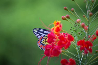 Güzel bir Jezebel Kelebeği (Delias eucharis), Hindistan 'ın Hyderabad kentinde bulunan bulanık yeşil arka planda bulunan renkli kanatların yakın plan görüntüsü olan Royal poinciana çiçeklerinin üzerinde oturmaktadır.