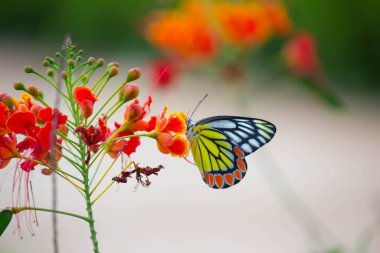 Güzel bir Jezebel Kelebeği (Delias eucharis), Hindistan 'ın Hyderabad kentinde bulunan bulanık yeşil arka planda bulunan renkli kanatların yakın plan görüntüsü olan Royal poinciana çiçeklerinin üzerinde oturmaktadır.