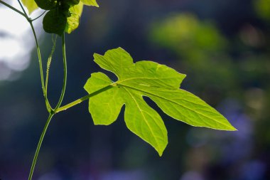  Güneş ışığını yansıtan yapraklar gün boyunca karanlık bir arkaplanda 