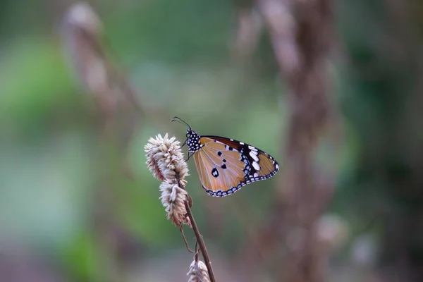 Danaus Chrysippus 也被称为非洲虎 非洲女王或非洲君主达奈奈 Danainae 是一种在亚洲广泛分布的中等规模蝴蝶 大型拍摄 蝴蝶花园 — 图库照片