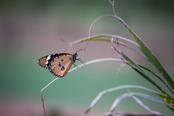 Danaus Chrysippus Známý Také Jako Obyčejný Tygr Africká Královna Nebo — Stock fotografie