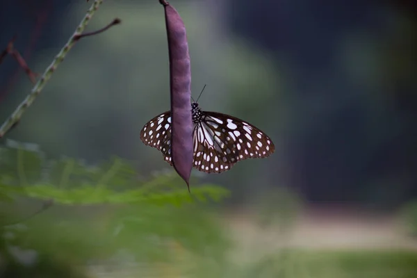 Mariposa Danaina Mariposa Algodoncillo Azul Que Alimenta Las Plantas Flores — Foto de Stock