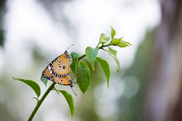 Tigre Liso Danaus Chrysippus Mariposas Apareamiento Planta Flores Naturaleza Durante — Foto de Stock