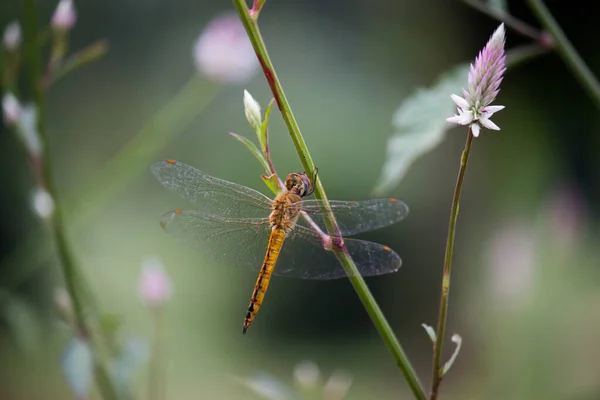 Dragonfly Resting Marigold Flower Plant Soft Blurry Background — Stock Photo, Image