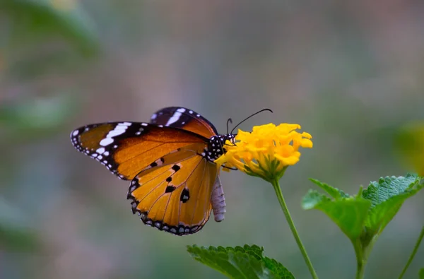 Danaus Chrysippus Également Connu Sous Nom Tigre Plaine Reine Africaine — Photo