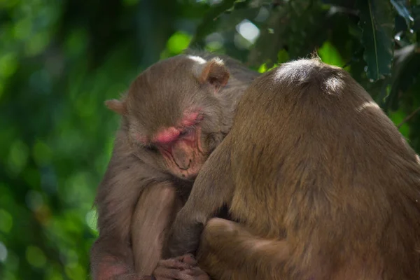 Rhesus Macaque Monkey Primate Also Known Macaca Mulatta Having Nap — Stock Photo, Image