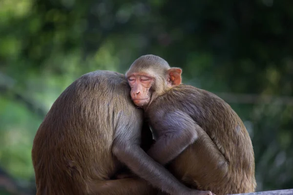 Singe Macaque Rhésus Primate Aussi Connu Sous Nom Macaca Mulatta — Photo