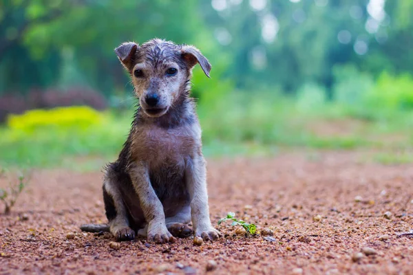 Lindo Cachorro Perro Empapado Agua Mojado Sentado Frontal Mirando Una — Foto de Stock