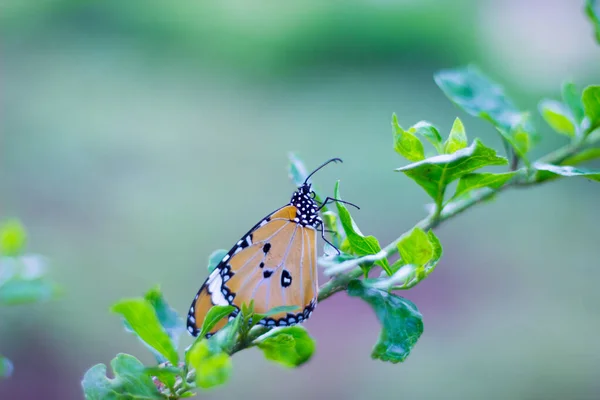 Danaus Crisipo Também Conhecido Como Tigre Simples Rainha Africana Monarca — Fotografia de Stock