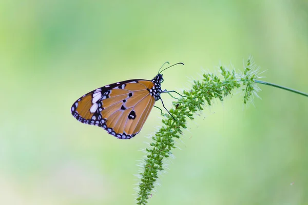 Danaus Chrysippus Également Connu Sous Nom Tigre Plaine Reine Africaine — Photo