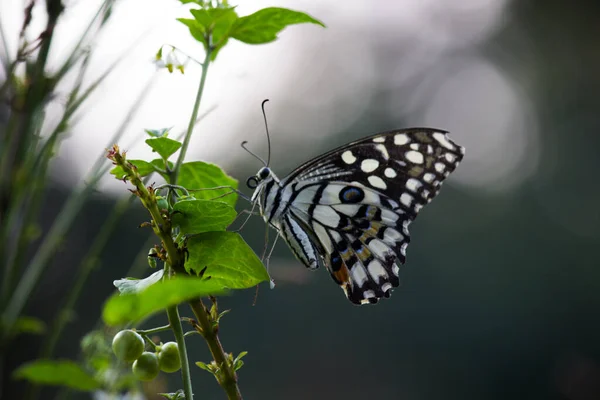 Papilio Demoleus Jest Pospolitym Szeroko Rozpowszechnionym Motylem Jaskółczym Motyl Jest — Zdjęcie stockowe