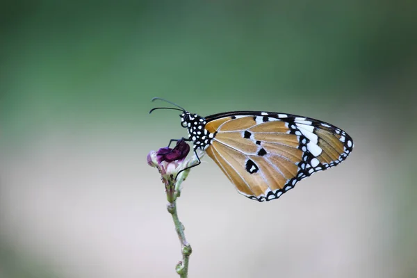 시포스 Danaus Chrysippus 아시아 아프리카에 분포하는 크기의 나비이다 민머리 Nymphalidae — 스톡 사진