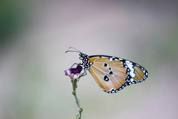 시포스 Danaus Chrysippus 아시아 아프리카에 분포하는 크기의 나비이다 민머리 Nymphalidae — 스톡 사진