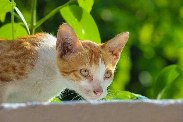 Retrato Gato Aspecto Lindo Con Ojos Bigotes Amarillos Bonito Gatito — Foto de Stock