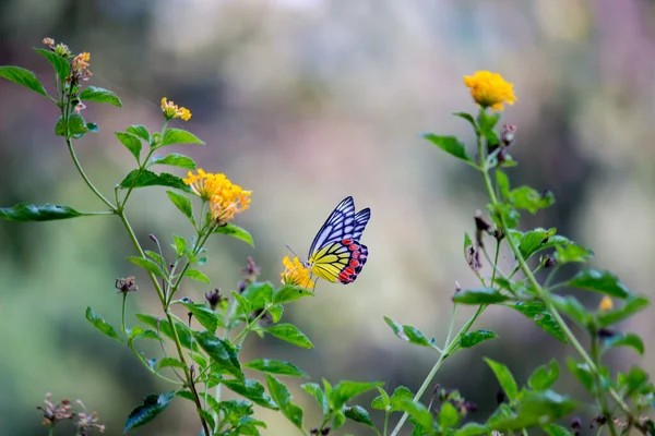 Una Bella Farfalla Comune Jezebel Delias Eucharis Seduta Sui Fiori — Foto Stock