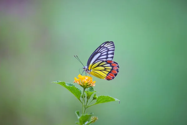 Ein Schöner Isebel Schmetterling Delias Eucharis Sitzt Auf Lantana Blüten — Stockfoto