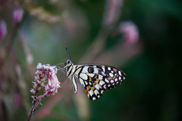 Papilio Demoleus Поширеним Поширеним Ластівковим Метеликом Метелик Також Називають Лимонним — стокове фото