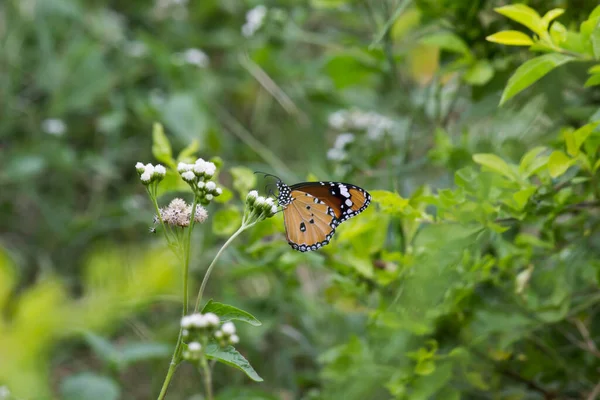 Danaus Chrysippus Známý Také Jako Obyčejný Tygr Africká Královna Nebo — Stock fotografie