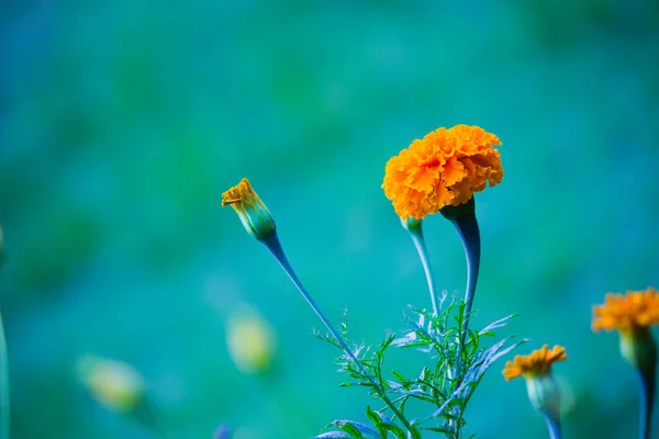 Gelbe Und Orangefarbene Ringelblumen Blühen Tagetes — Stockfoto