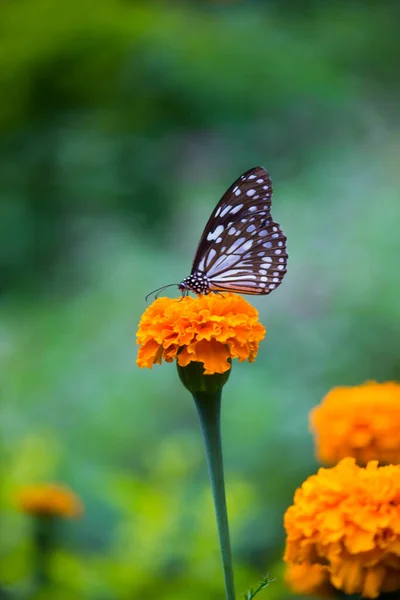 Papillon Asclépiade Points Bleus Danainae Papillon Asclépiade Nourrissant Plantes Fleurs — Photo