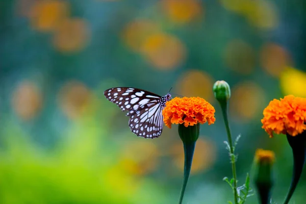 Blue Spotted Milkweed Butterfly Danainae Milkweed Butterfly Feeding Marigold Flower — Stock Photo, Image