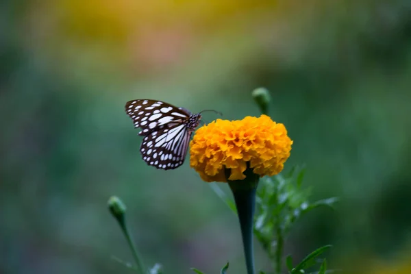 Синие Пятнистые Молочные Бабочки Данайны Молочная Бабочка Питается Цветочными Растениями — стоковое фото