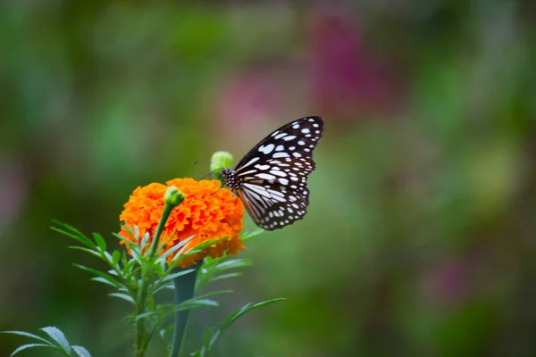 Papillon Asclépiade Points Bleus Danainae Papillon Asclépiade Nourrissant Plantes Fleurs — Photo