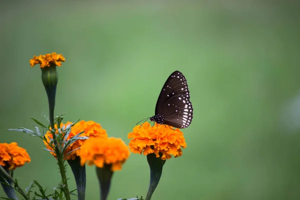 Euploea Core Aussi Connu Sous Nom Papillon Corbeau Nourrissant Des — Photo