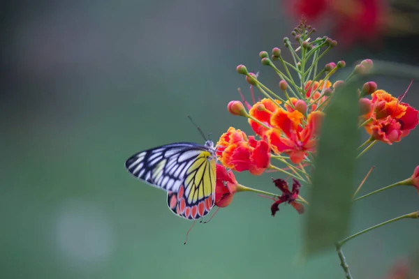 Красивая Бабочка Коммон Джезебель Delias Eucharis Изображена Цветках Royal Poinciana — стоковое фото